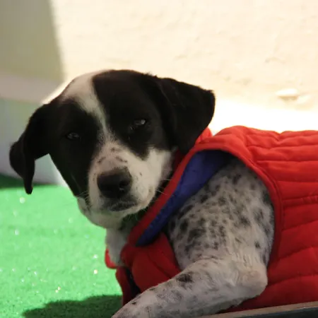 Caretta Caretta ダルヤン