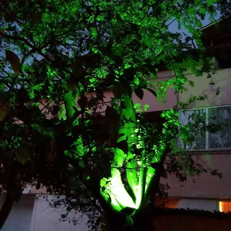 Caretta Caretta 2* ダルヤン