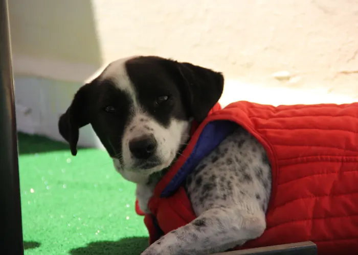 Caretta Caretta Dalyan